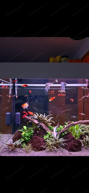 Aquarium zu verschenken Bild 2