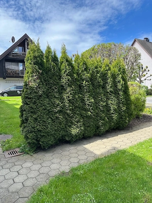 Sieben prächtige Thuja-Bäume (ca. 2 m)   nur gemeinsam abzugeben! Bild 5