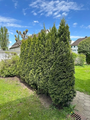 Sieben prächtige Thuja-Bäume (ca. 2 m)   nur gemeinsam abzugeben! Bild 2