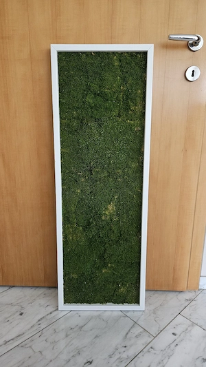 Moosbild 100 x 35 cm mit weißem Rahmen 