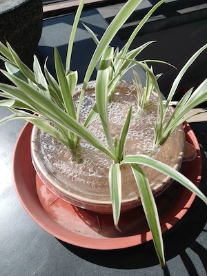 6 Stecklinge mit Wurzeln