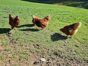 hühner 7 euro Bild 2