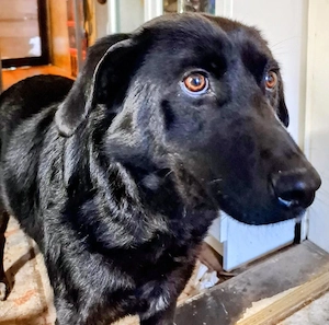 Mila - NOTFALL Österreich Bild 6