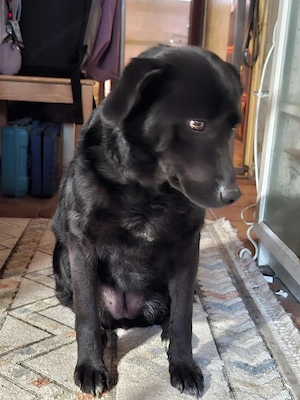 Mila - NOTFALL Österreich Bild 2