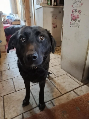 Mila - NOTFALL Österreich Bild 4