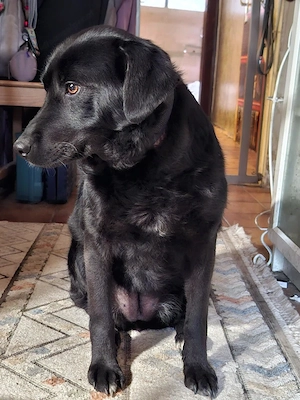 Mila - NOTFALL Österreich Bild 3