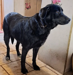 Mila - NOTFALL Österreich Bild 5