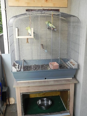 4 Wellensittiche Männchen mit Zubehör Bild 2