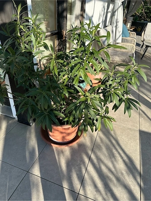 Oleander zu verschenken