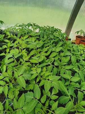 Tomatenpflanzen  Bild 2