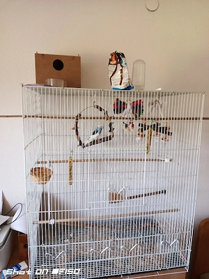 Wellensittich +käfig +zubehör Bild 2