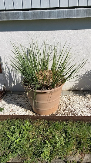 Silber Pampasgras Bild 3