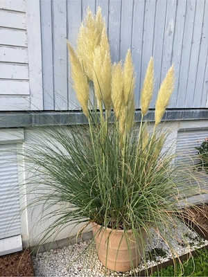 Silber Pampasgras Bild 2