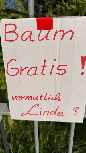 Linde Bäume CO2 Speicher  Bild 2