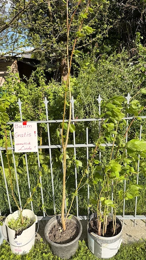 Linde Bäume CO2 Speicher  Bild 3