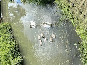 Liebe es eine BBW zu verwöhnen 