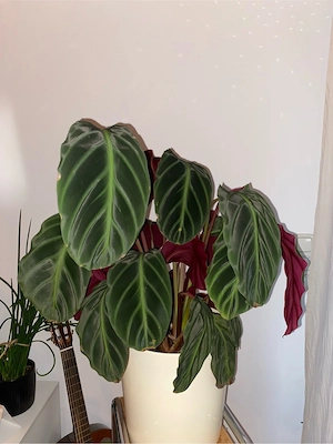 große Zimmerpflanze Bild 2