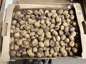 Walnüsse ca. 10kg, 2025 2. Wahl, günstig
