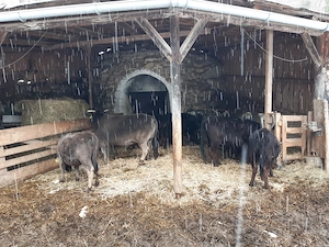 Zwergrinder (Rasse: Dahomey) zu verkaufen