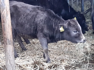 Zwergrinder (Rasse: Dahomey) zu verkaufen Bild 2