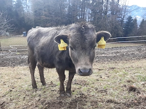 Zwergrinder (Rasse: Dahomey) zu verkaufen Bild 3