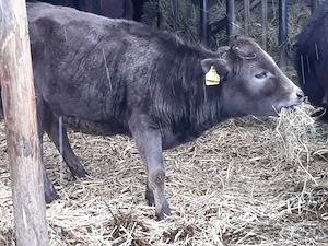 Zwergrinder (Rasse: Dahomey) zu verkaufen Bild 4