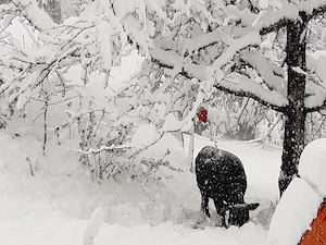 Zwergrinder (Rasse: Dahomey) zu verkaufen Bild 5