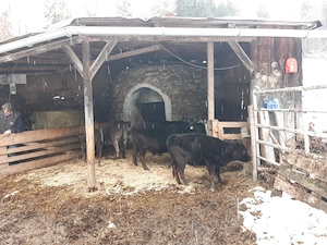 Zwergrinder (Rasse: Dahomey) zu verkaufen Bild 6