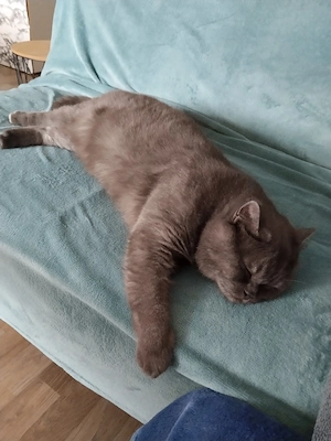 Britische kurzhaar katze Bild 3