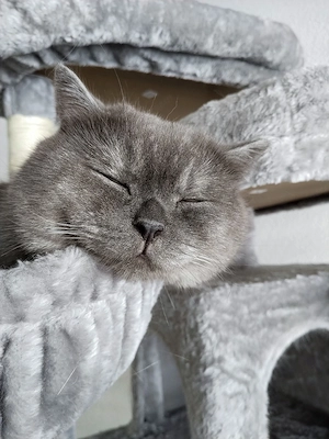 Britische kurzhaar katze Bild 2