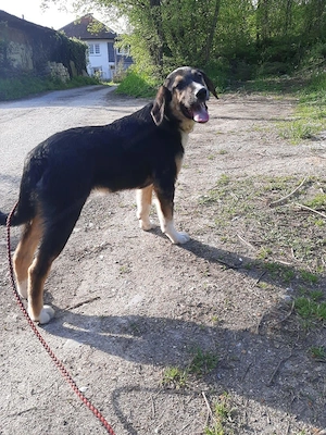 Mischo möchte IHR Herz berühren Bild 9