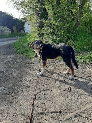 Mischo möchte IHR Herz berühren Bild 3