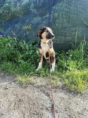 Mischo möchte IHR Herz berühren Bild 6