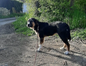 Mischo möchte IHR Herz berühren Bild 2