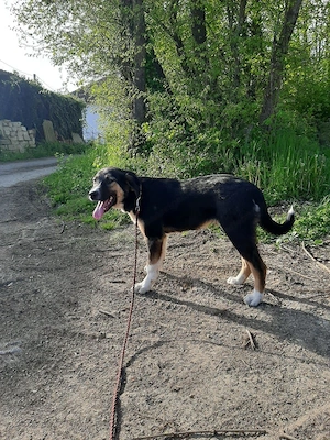 Mischo möchte IHR Herz berühren Bild 4