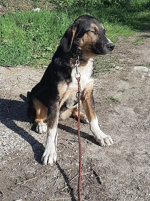 Mischo möchte IHR Herz berühren Bild 8