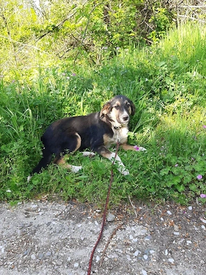 Mischo möchte IHR Herz berühren Bild 7