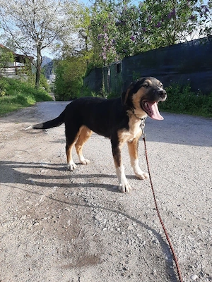 Mischo möchte IHR Herz berühren Bild 5