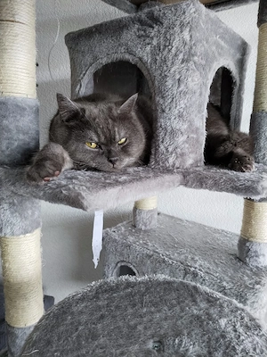 Britische kurzhaar katze Bild 4