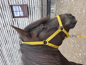 KHALEESI   charakterstarke Kleinpferd-Stute sucht ihren Menschen Bild 4