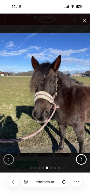 KHALEESI   charakterstarke Kleinpferd-Stute sucht ihren Menschen Bild 5