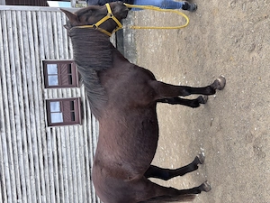 KHALEESI   charakterstarke Kleinpferd-Stute sucht ihren Menschen Bild 3