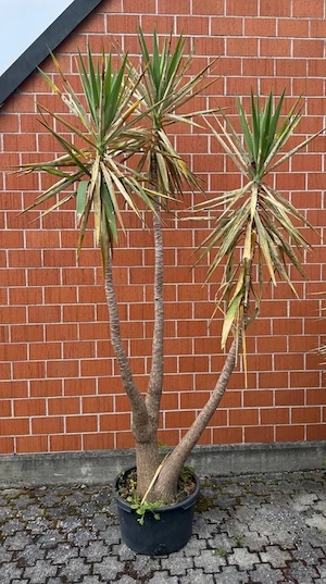 Yucca Palme