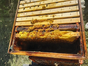 Jungvölker zu verkaufen Bild 2