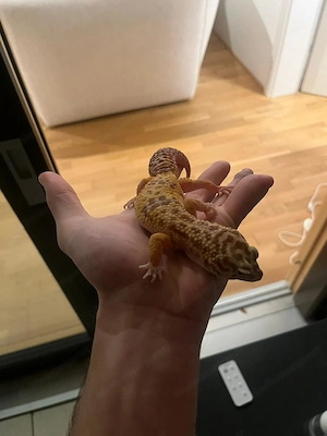 Verkaufe 3 Terrarium mit Zubehör und Geckos Bild 3