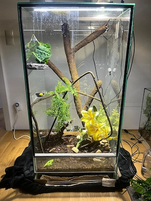 Verkaufe 3 Terrarium mit Zubehör und Geckos Bild 2
