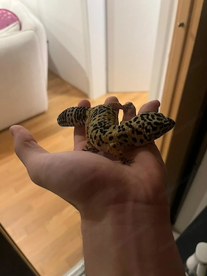 Verkaufe 3 Terrarium mit Zubehör und Geckos Bild 4