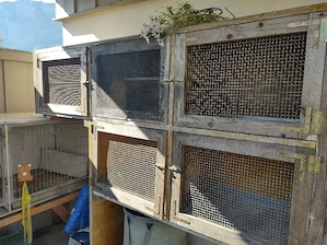 Hasenstall - Meerschweinchenstall -2 m lang, 5 Boxen auf 2 Etagen  Bild 3