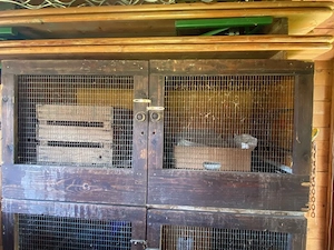 Diverse Hasenställe teilweise inklusive Wannen Bild 4