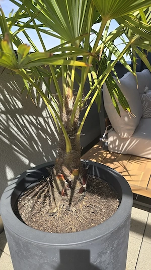 Palme inkl Topf 140cm Pflanzen Bild 4